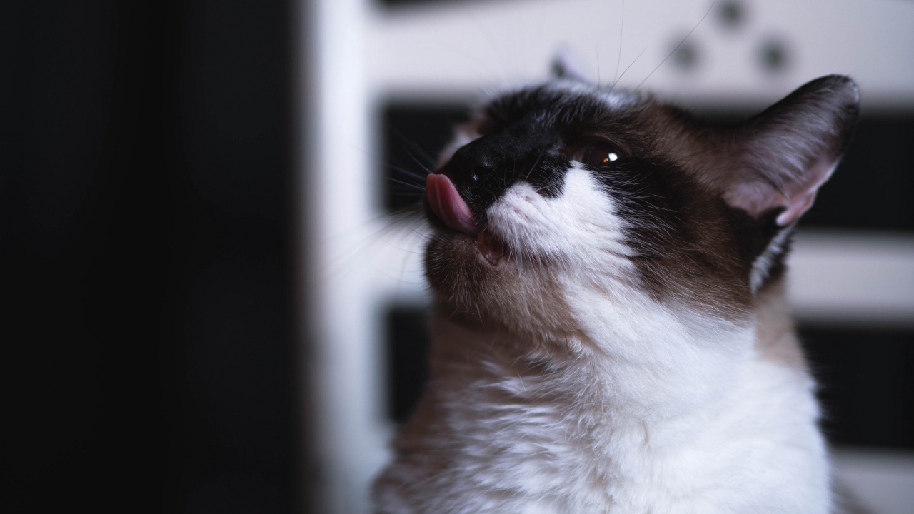 Черно белый кот с высунутым языком