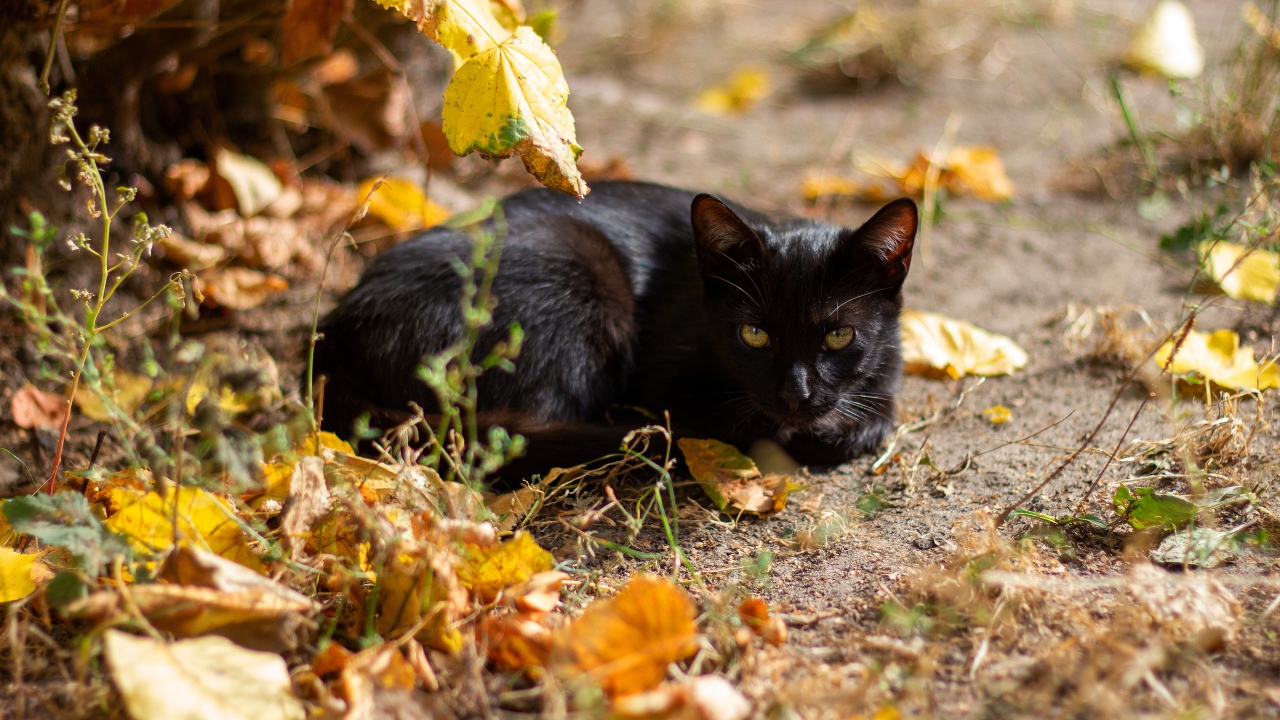 Black cat lies on the ground with fallen leaves