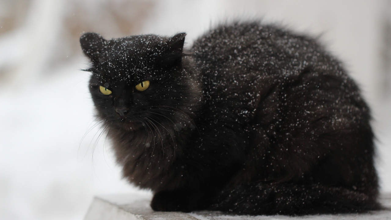 Недовольный черный кот в снегу на улице