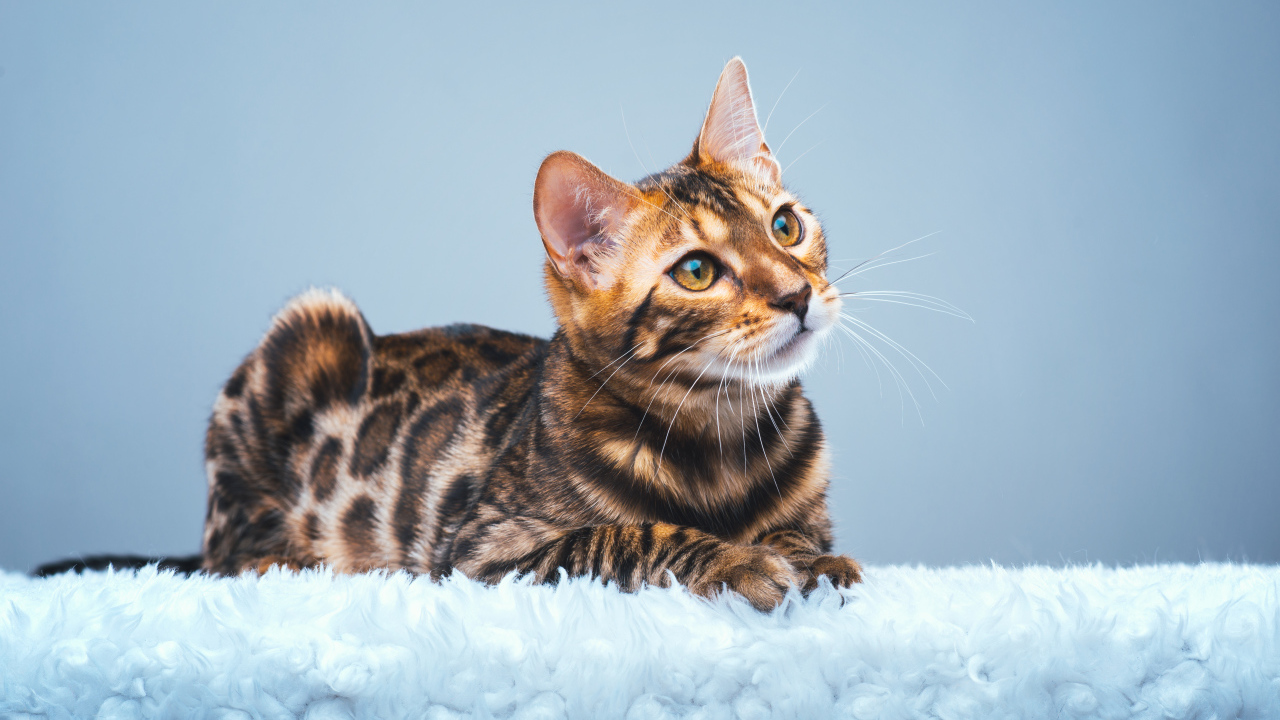 Дорогая бенгальская кошка на голубом фоне