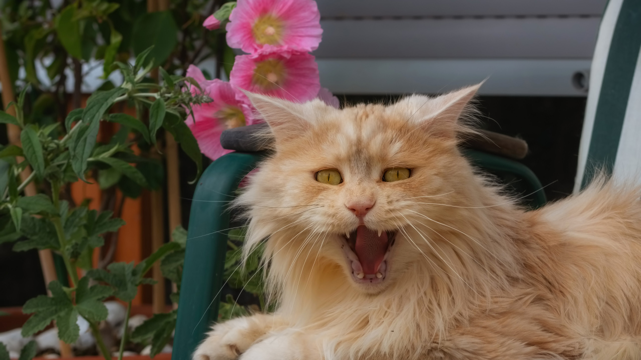 Пушистый рыжий кот зевает в кресле