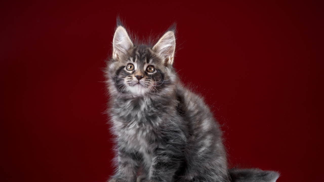 Fluffy gray Maine Coon kitten on a red background