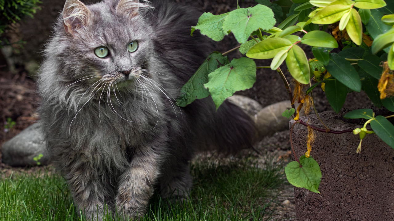 Пушистый серый кот идет по зеленой траве 