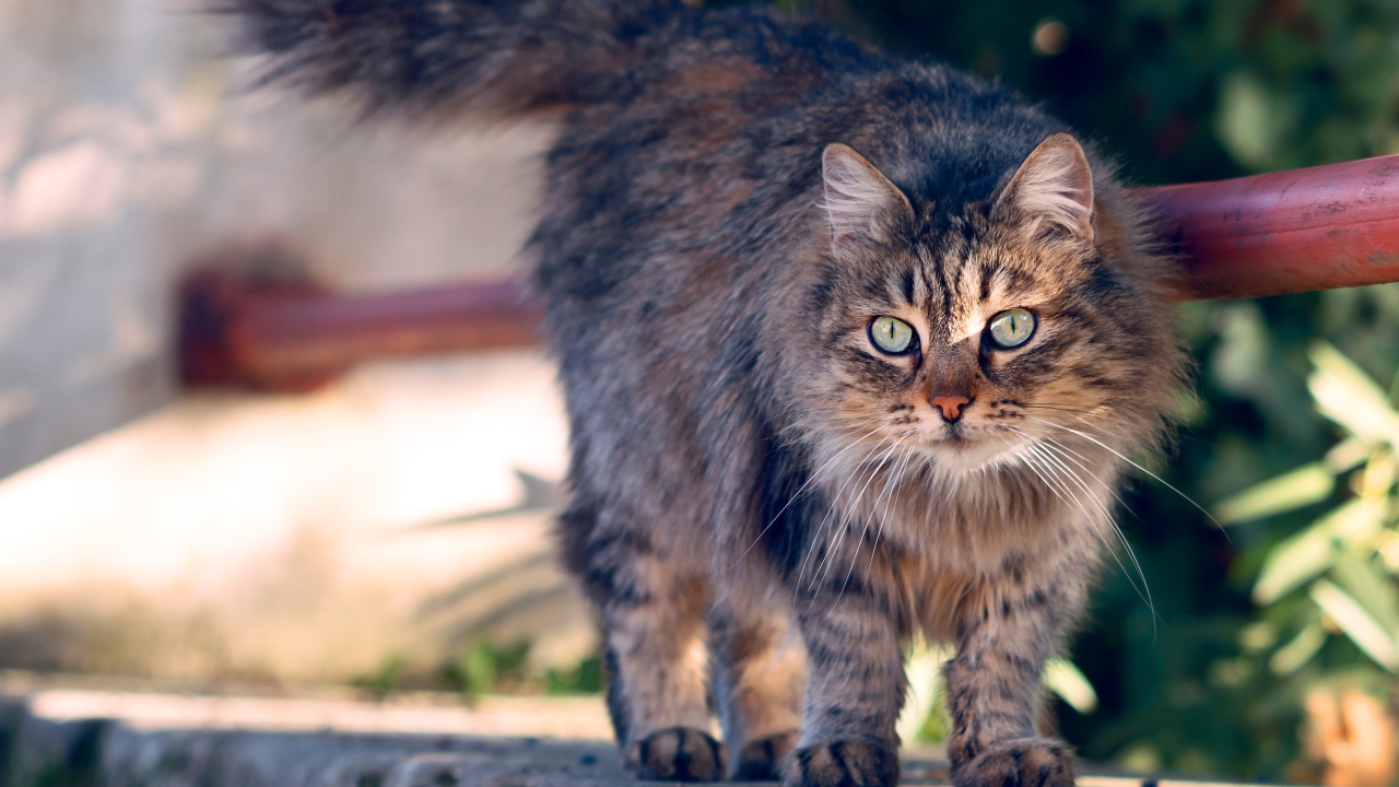 Пушистая серая кошка с зелеными глазами гуляет на улице