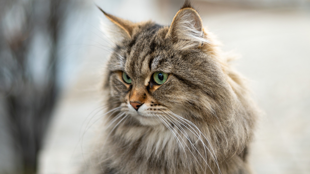 Пушистый серый кот с кисточками на ушах 