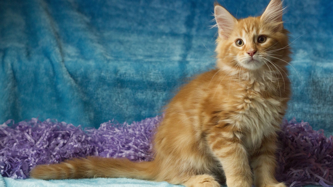 Пушистый рыжий котенок мейн кун на голубом фоне