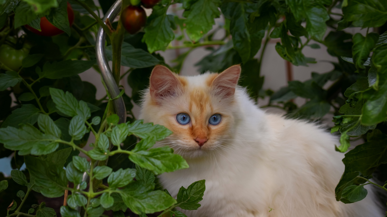 Пушистый породистый голубоглазый кот сидит в помидорах