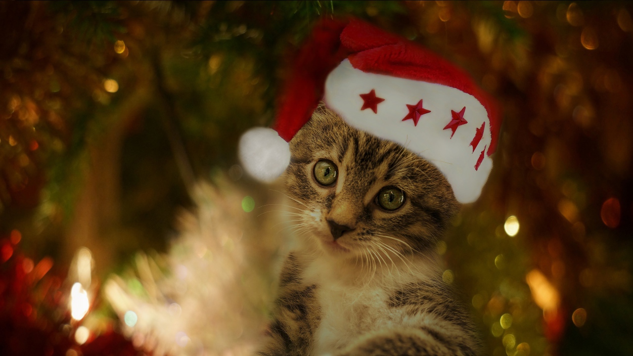 Забавный серый котенок в красной шапке под елкой 
