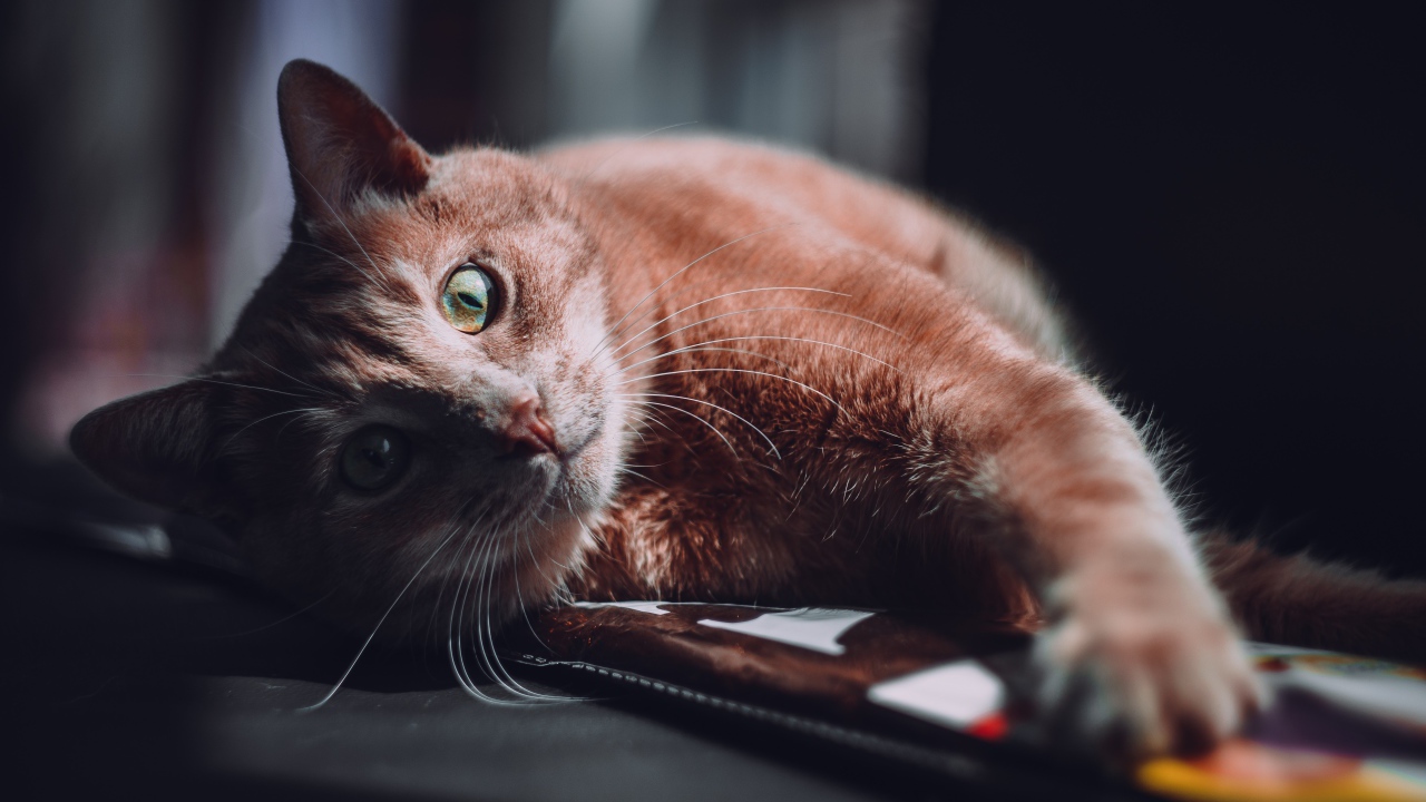 Рыжий кот лежит на диване в лучах солнца