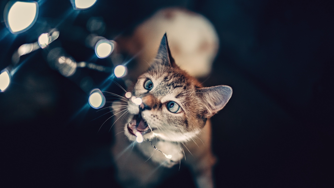 Серый кот кусает гирлянду 