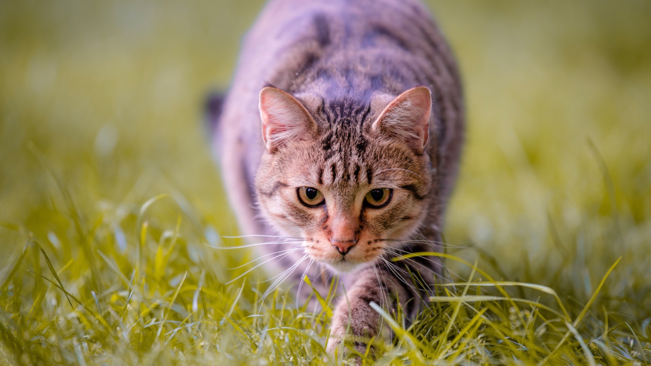 Серая кошка крадется по зеленой траве 