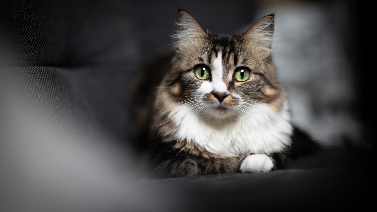 Зеленоглазый серый кот лежит на сером покрывале 