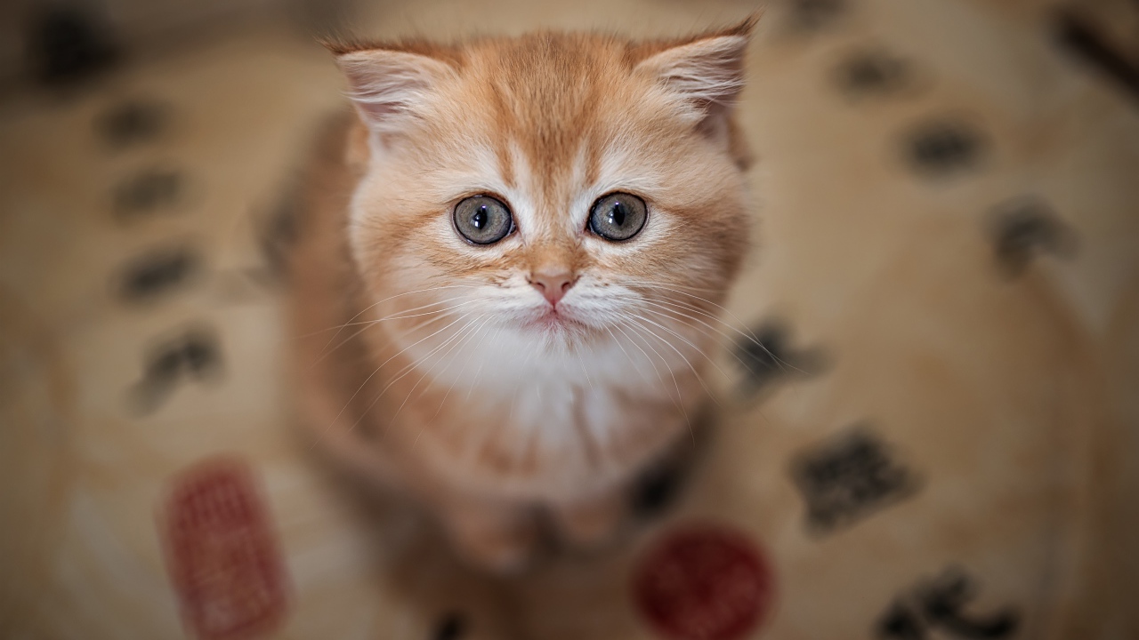 Маленький милый рыжий котенок крупным планом