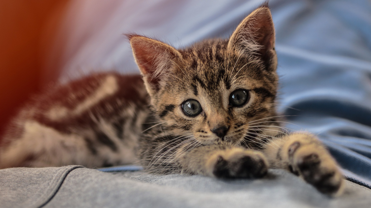 Маленький милый серый котенок лежит на руках