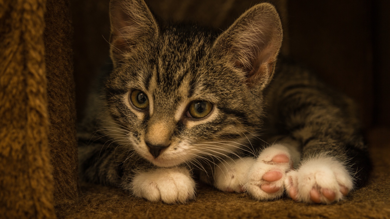 Маленький забавный серый котенок  в домике