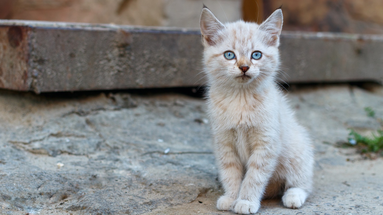 Маленький рыжий бездомный котенок