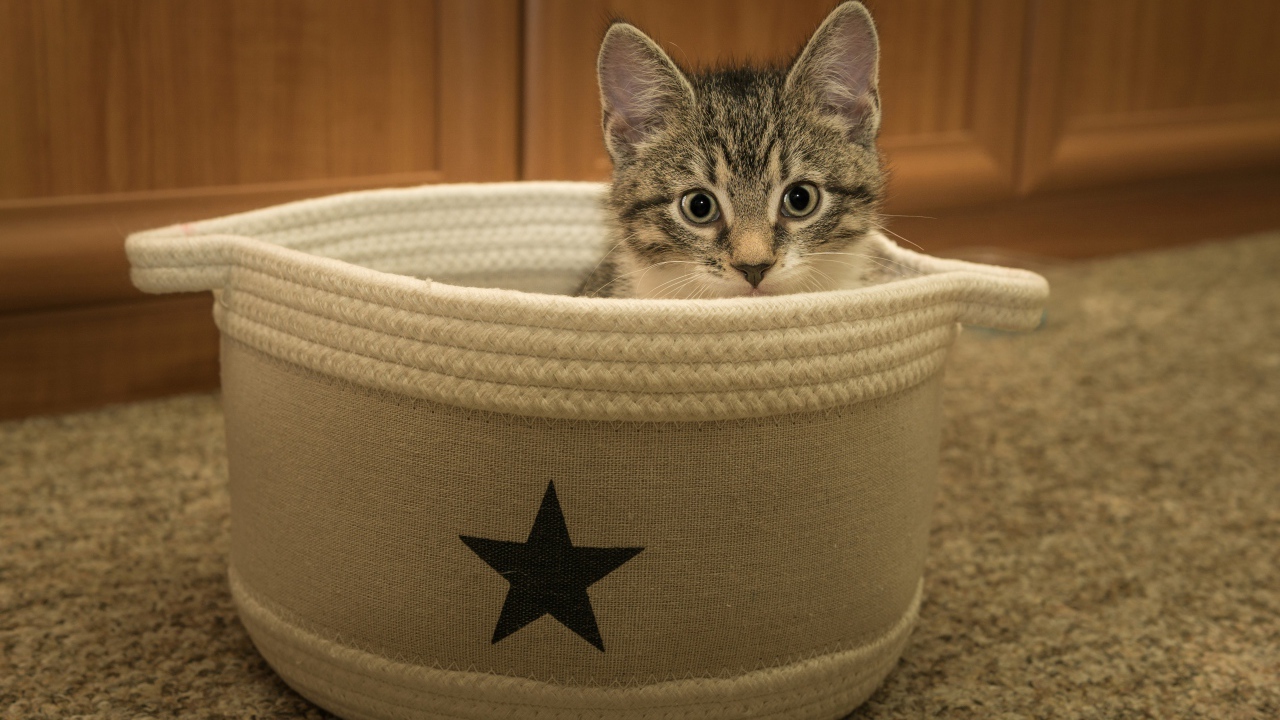 Маленький серый котенок на лежанке