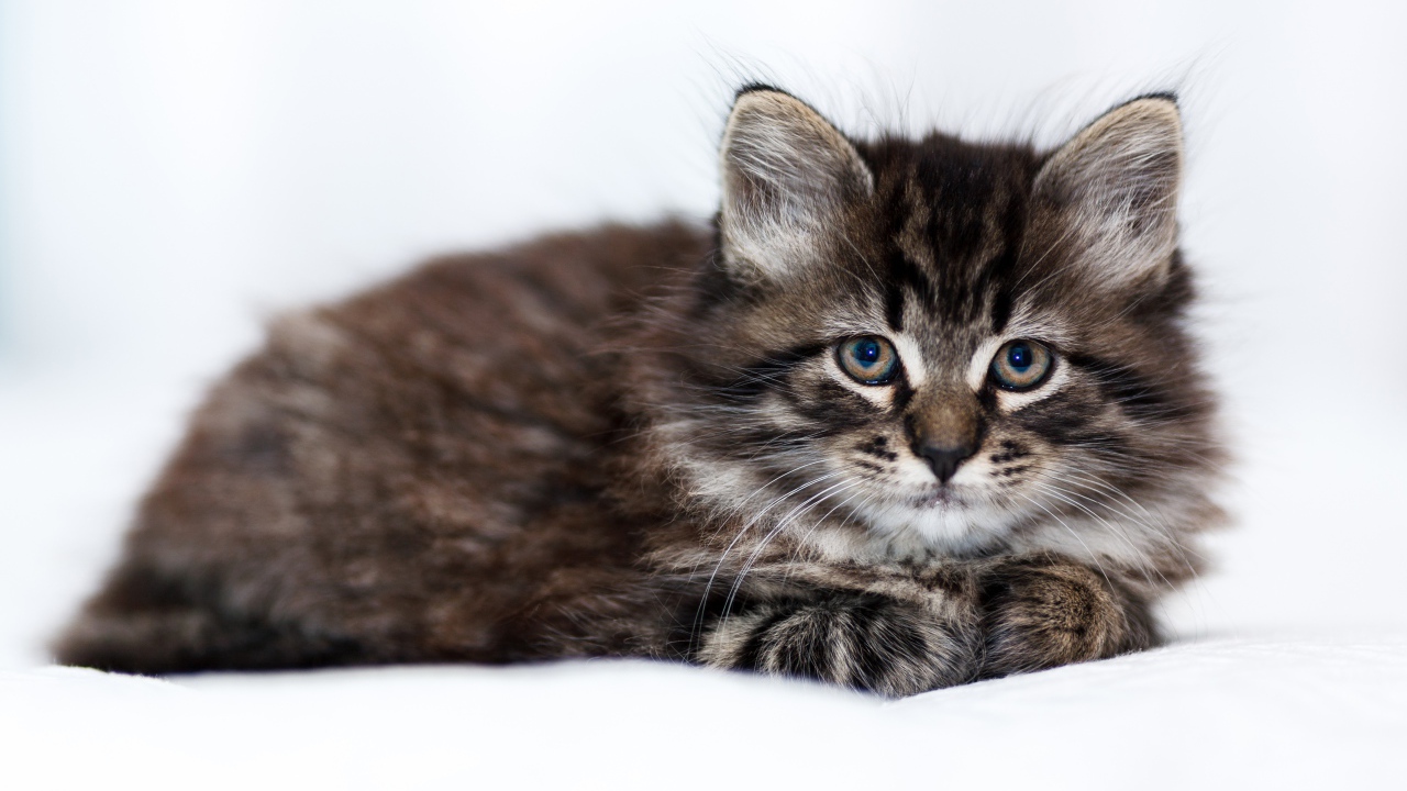 Маленький породистый серый котенок лежит на белом покрывале 