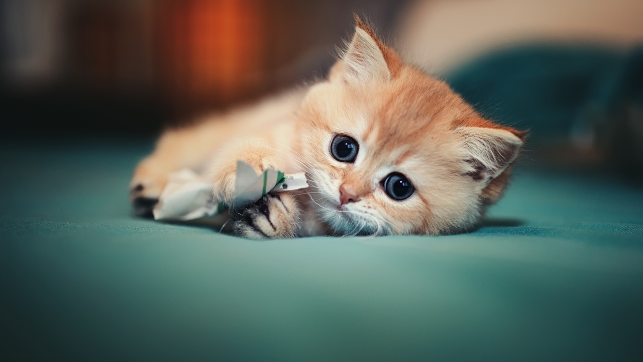 Маленький испуганный котенок играет на кровати 