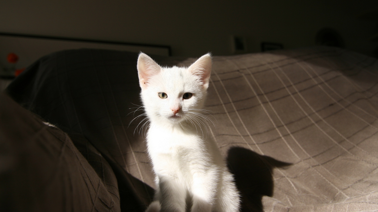 Маленький  белый котенок лежит на кровати 