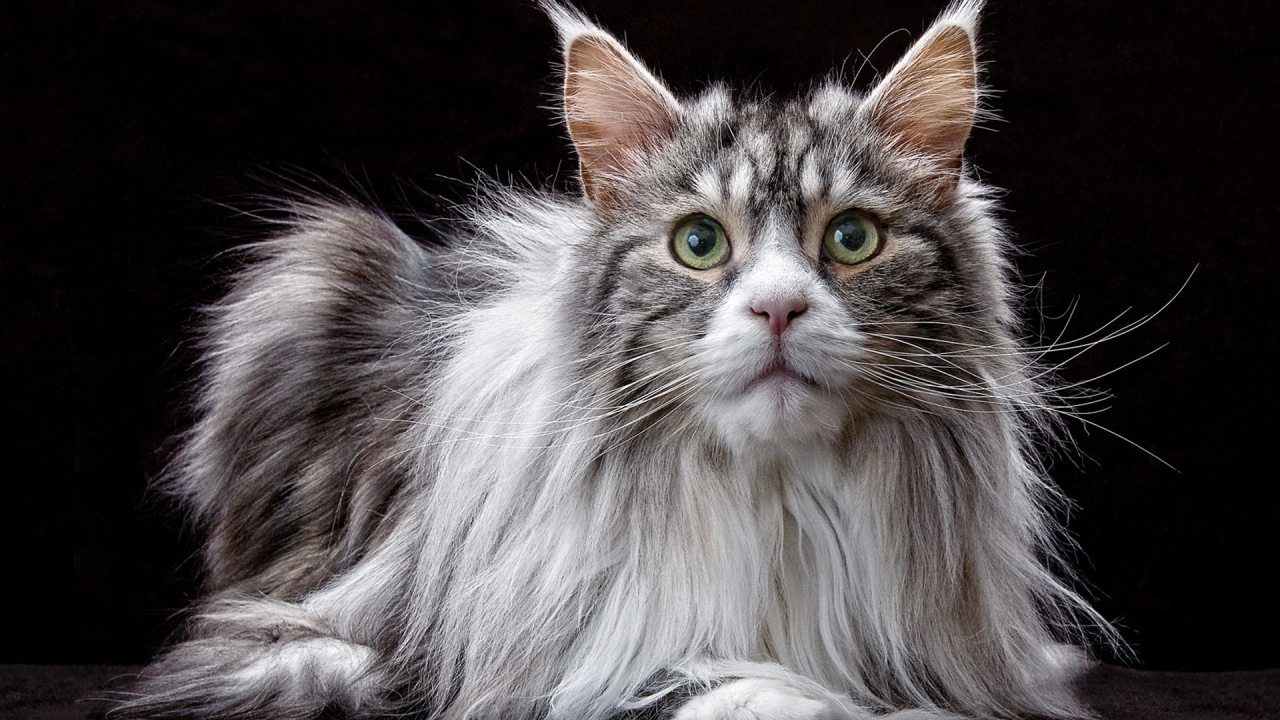 Большой кот породы мейн кун  на черном фоне