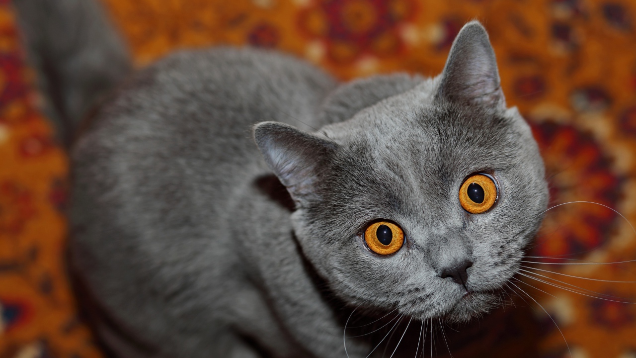 Породистый британский кот с желтыми глазами