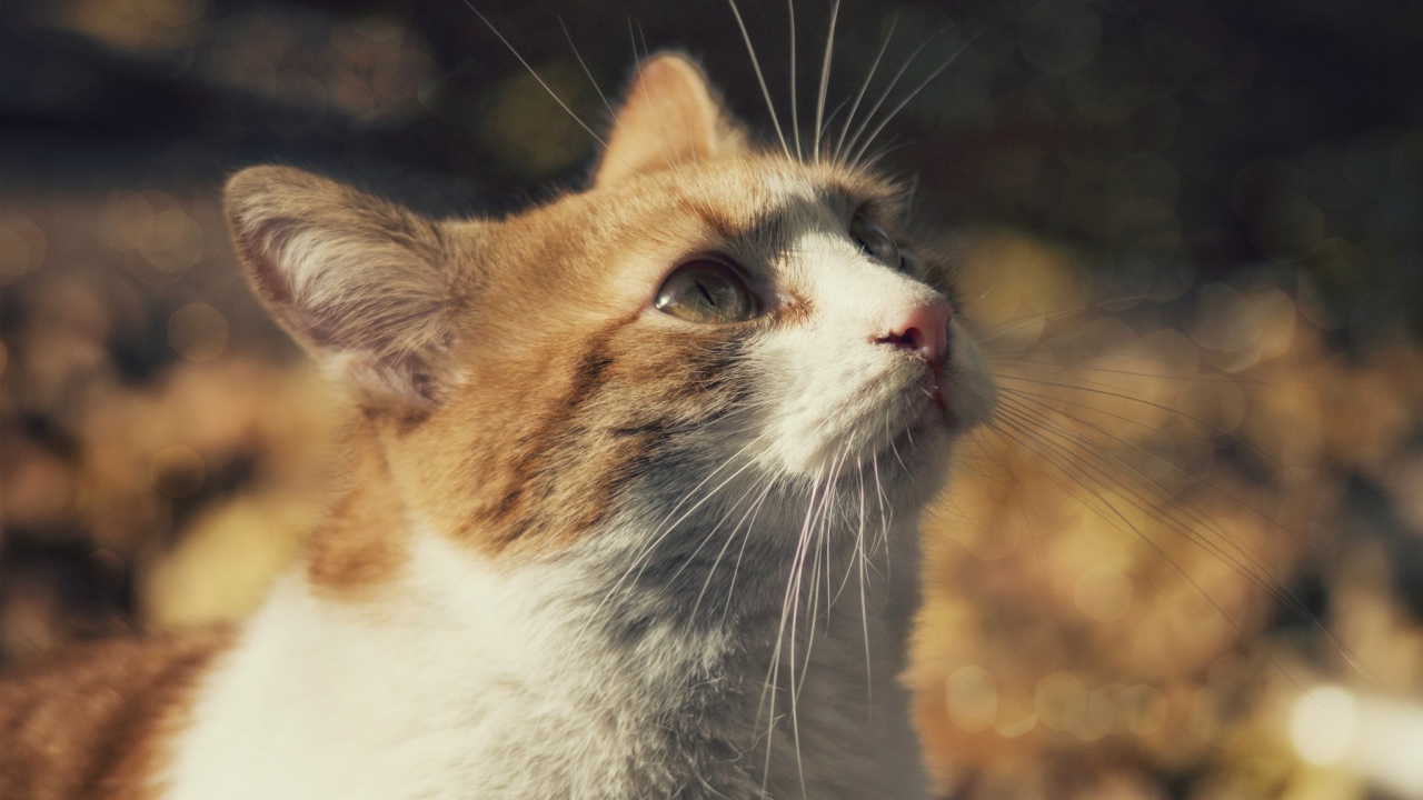 Рыжий с белым кот смотрит вверх 