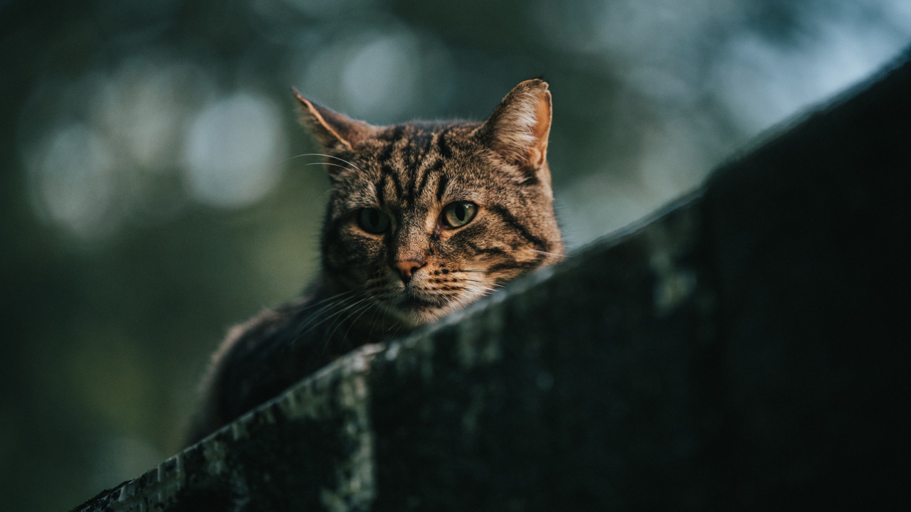 Грустный серый кот сидит на улице 