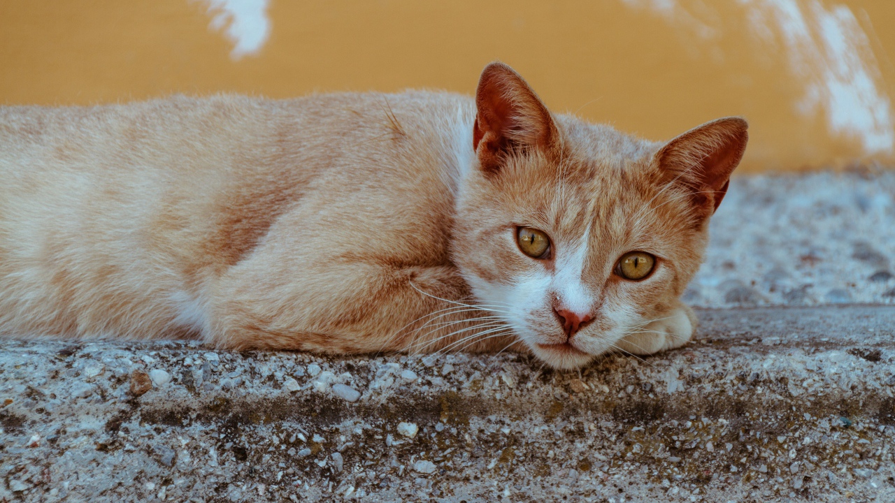 Грустный рыжий кот лежит на камне