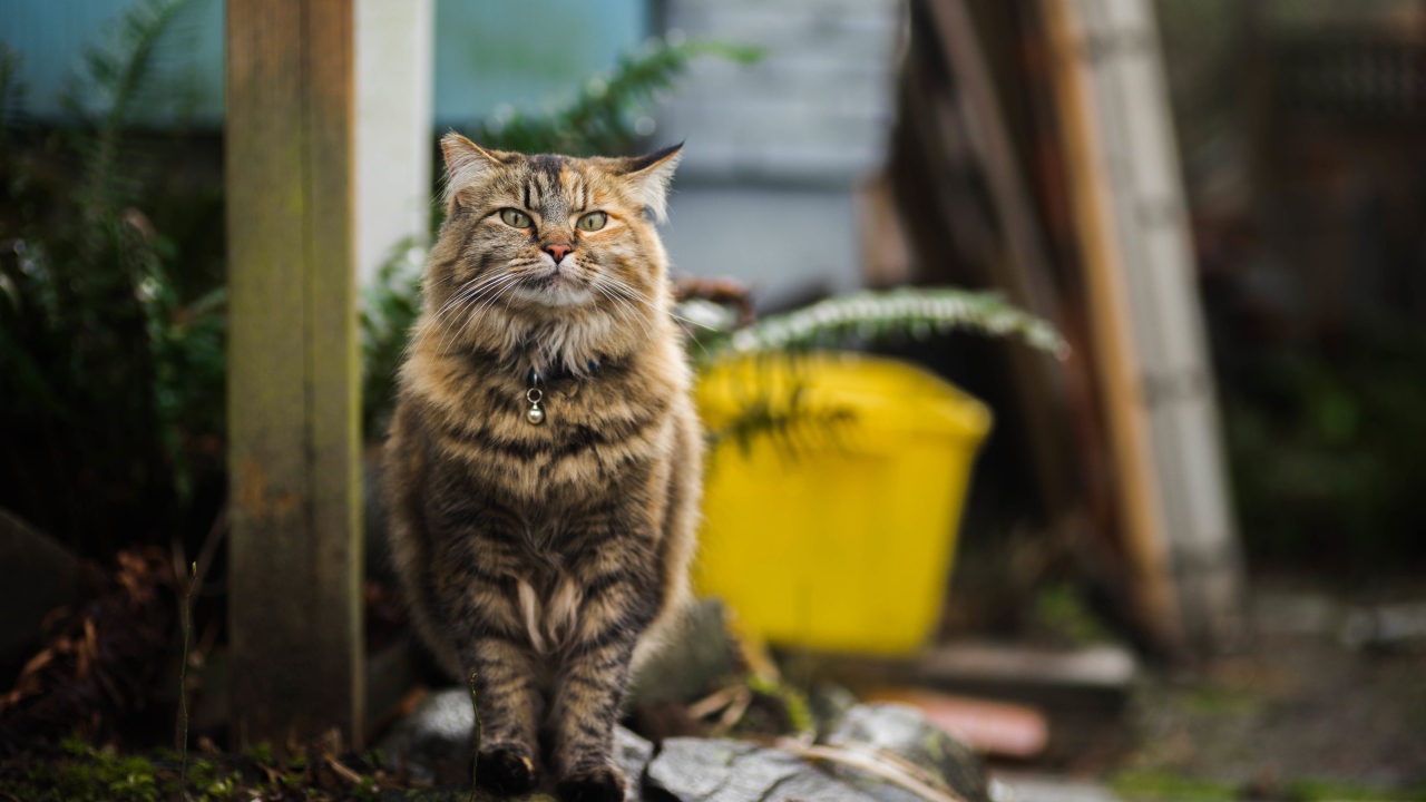 Серьезный серый кот с ошейником 