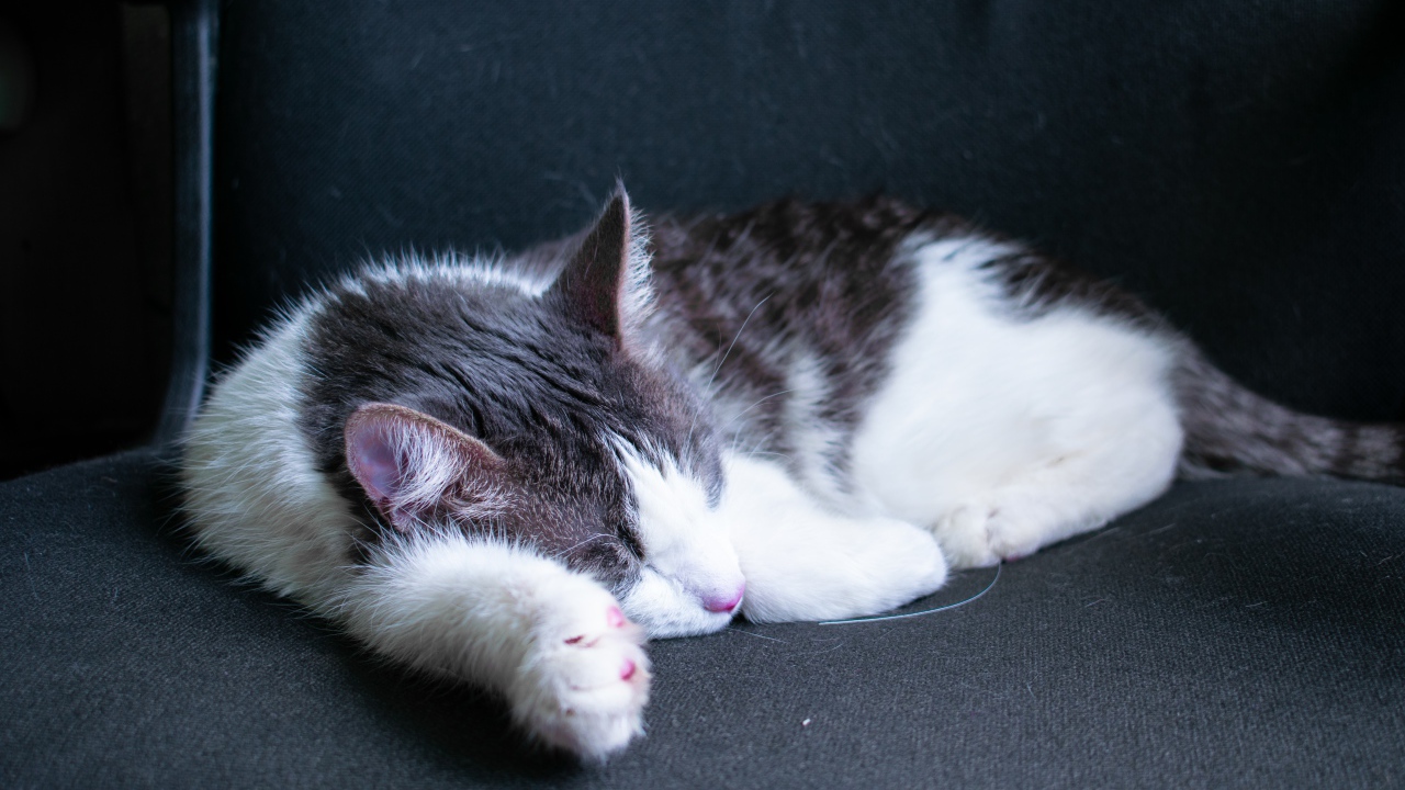 Спящий бело- серый кот на черном диване