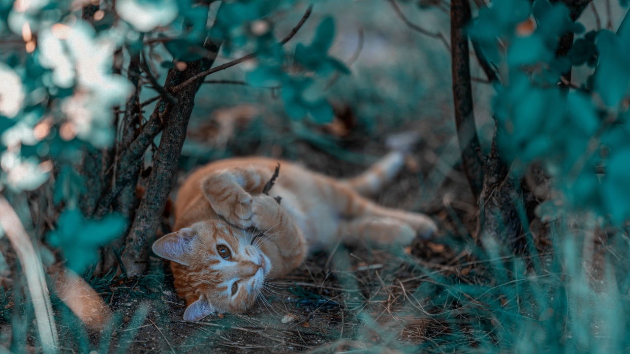 Маленький рыжий котенок в ветках 
