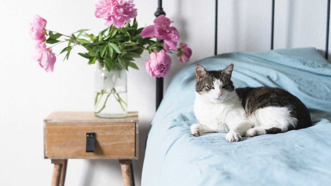 Кот лежит на большой кровати в комнате с букетом пионов