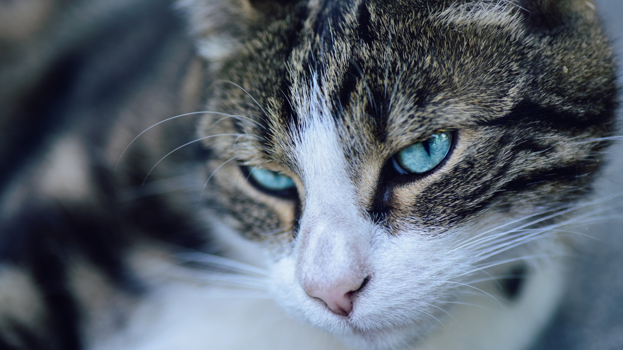 Морда серой кошки с голубыми глазами