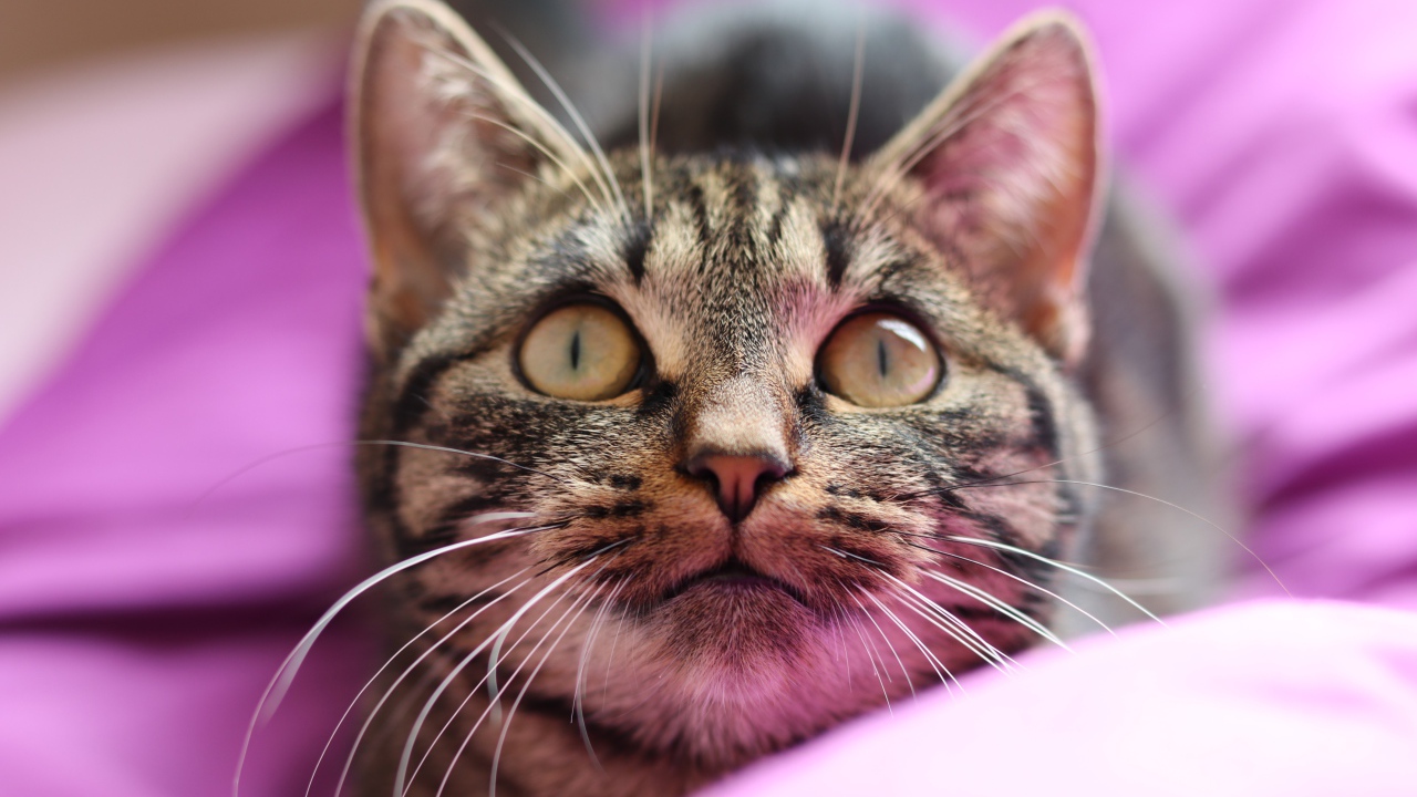 Полосатый серый кот лежит на розовом покрывале