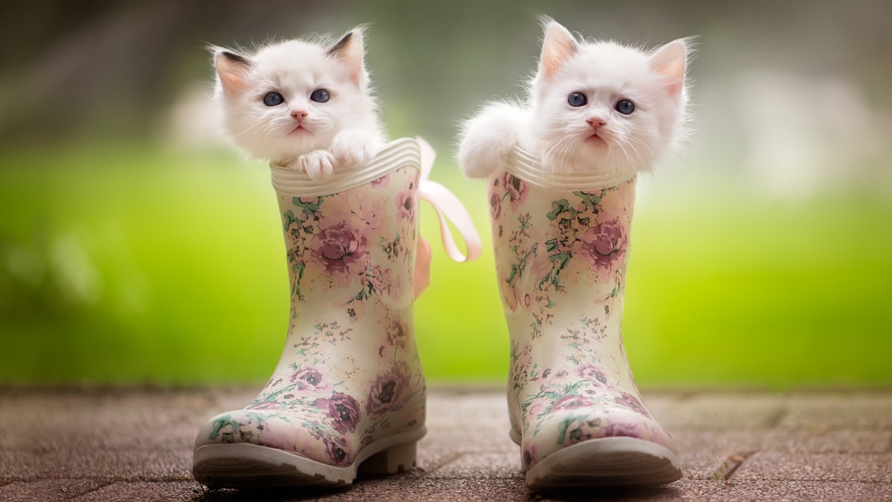Два маленьких милых котенка сидят в резиновых сапогах