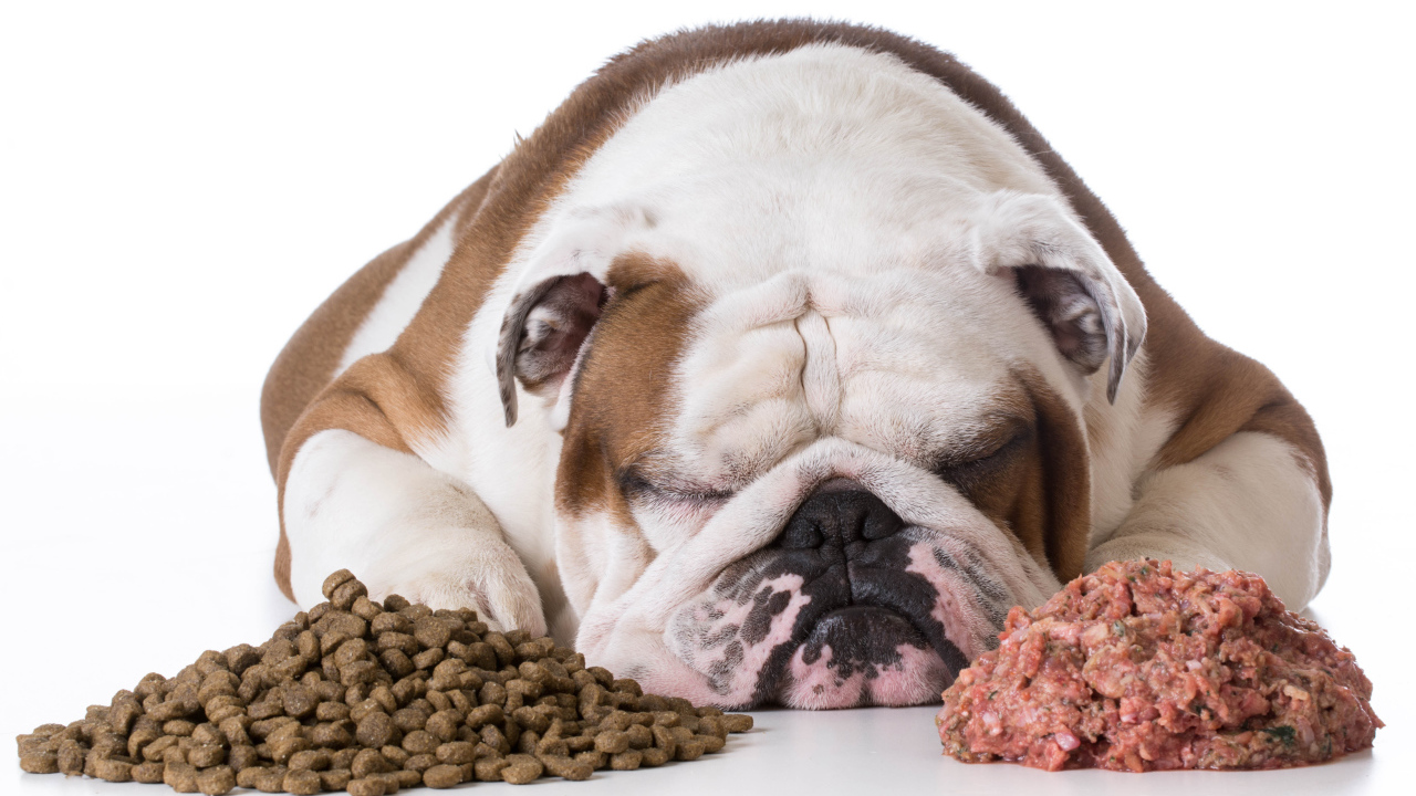 Сытый бульдог спит с кормом на белом фоне