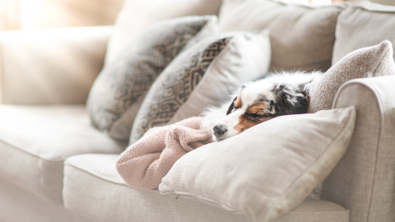 Австралийская овчарка спит под одеялом на диване