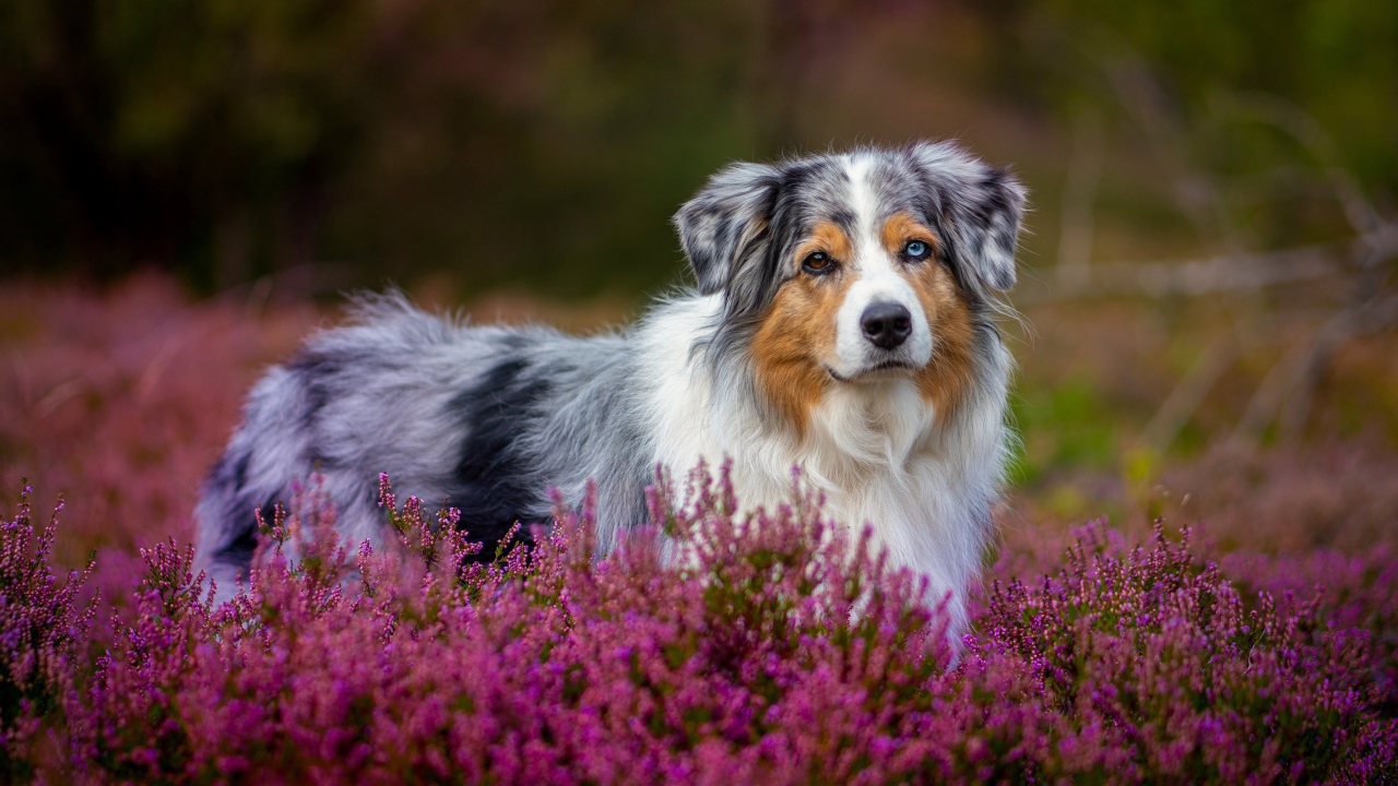 Австралийская Овчарка с разными глазами в розовых цветах 