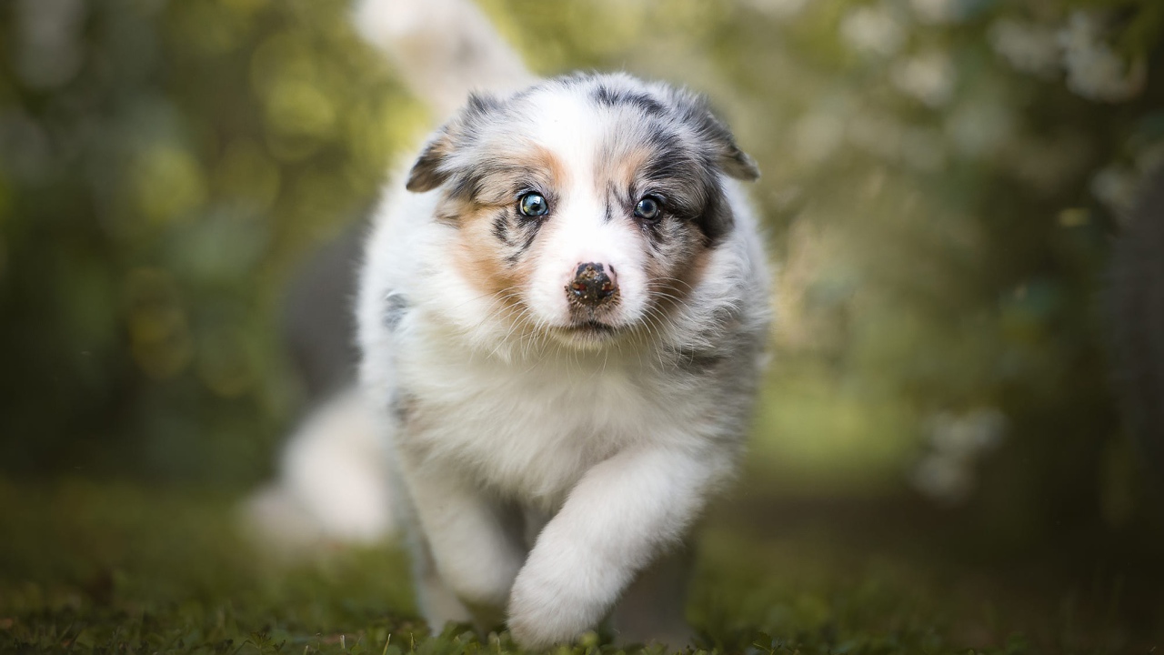 Щенок австралийской овчарки бежит по траве