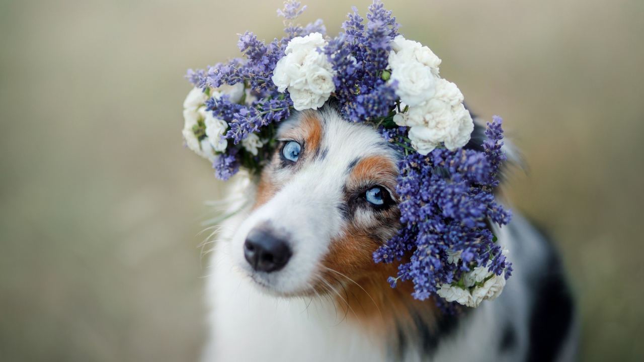 Красивая голубоглазая австралийская овчарка с венком на голове 