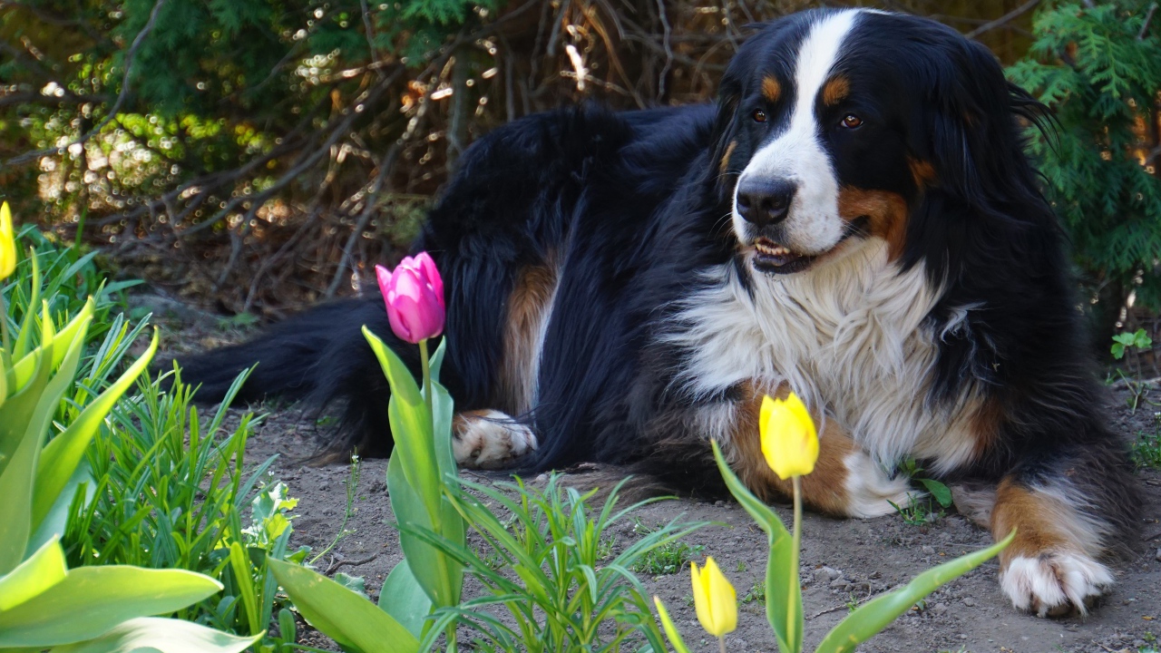 Бернский зенненхунд лежит на земле с тюльпанами