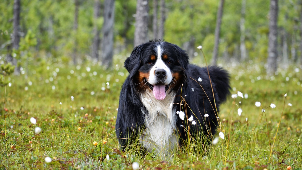 Bernese Mountain Dog with protruding tongue on green grass