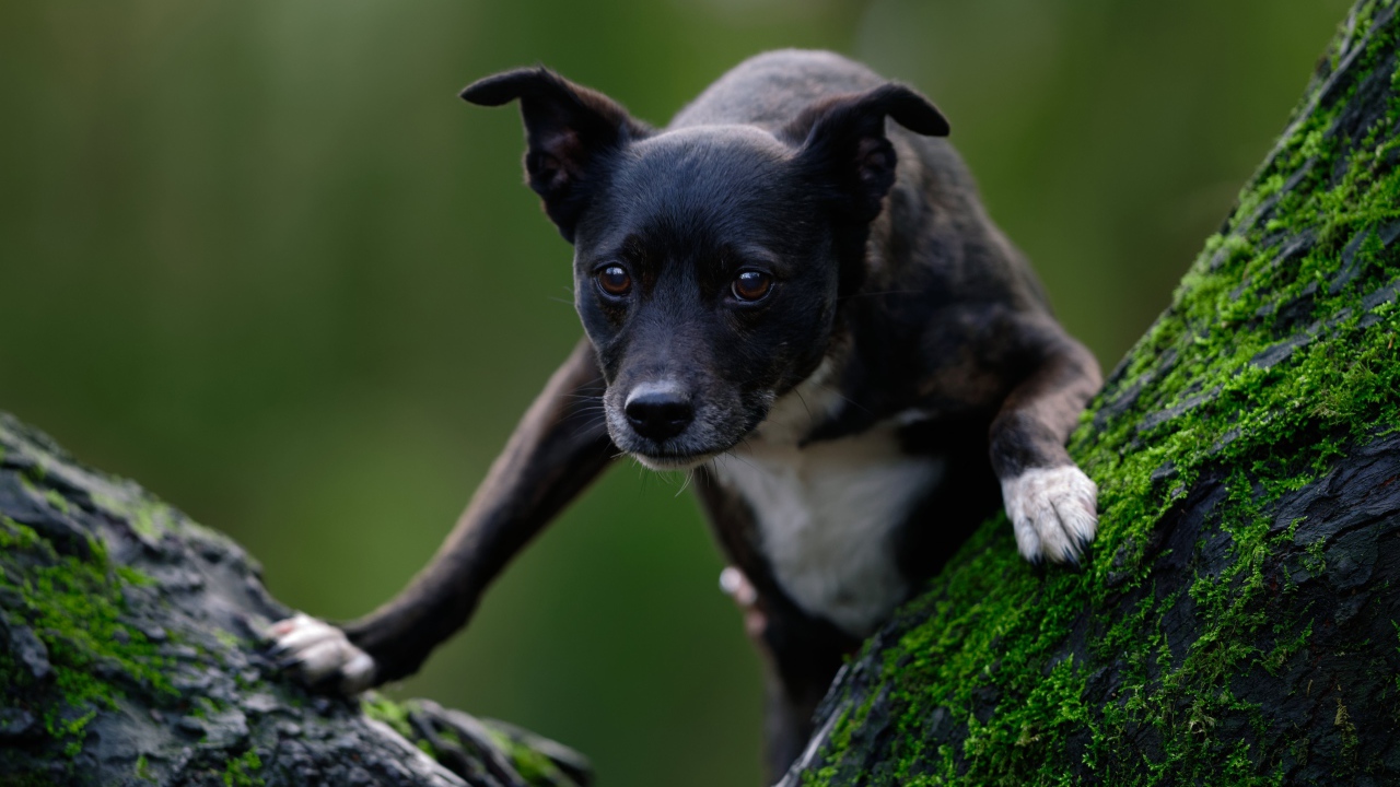 Черный пес залазит на дерево покрытое мхом