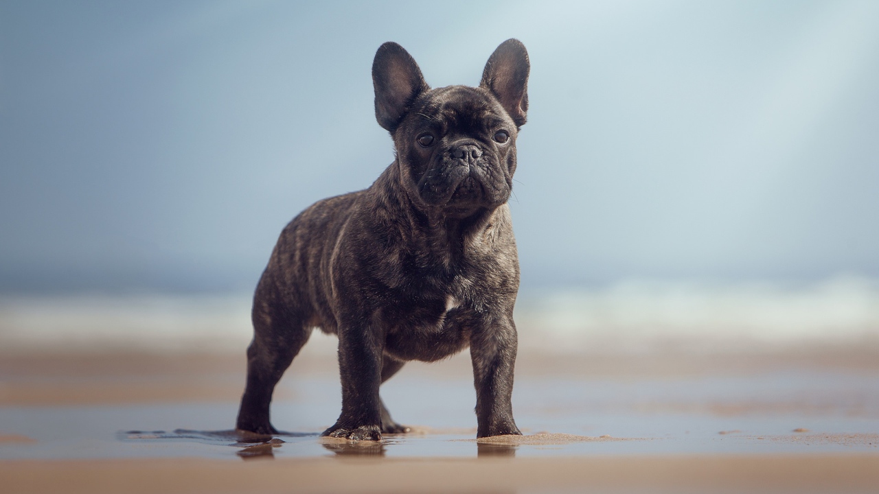 Черный французский бульдог стоит на мокром песке