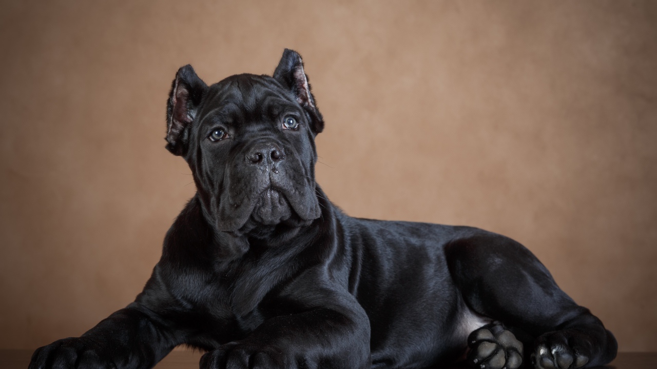 Черный щенок породы кане корсо 