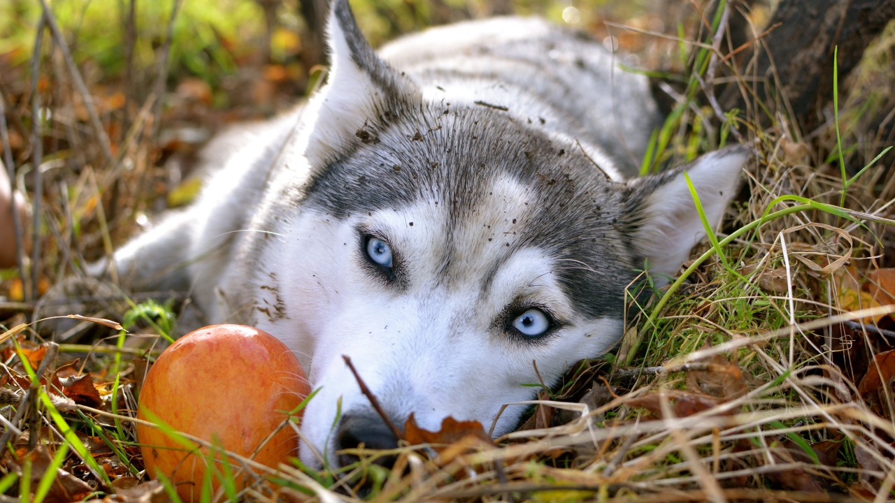 Голубоглазая собака породы хаски лежит на траве