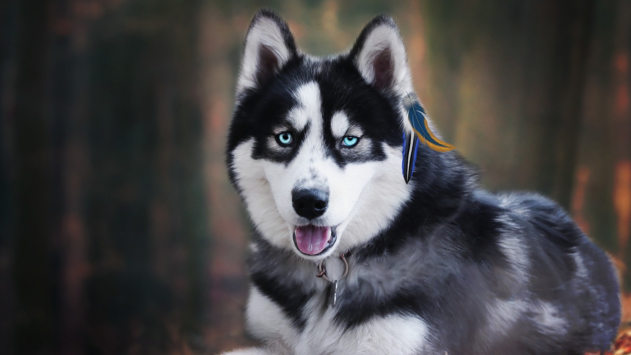 Голубоглазый хаски с высунутым языком