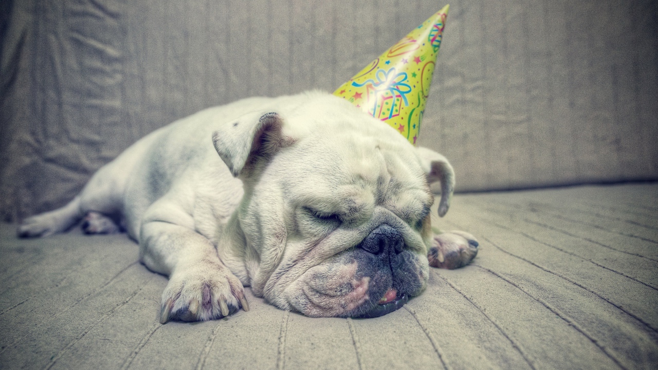 Бульдог спит в праздничном колпаке