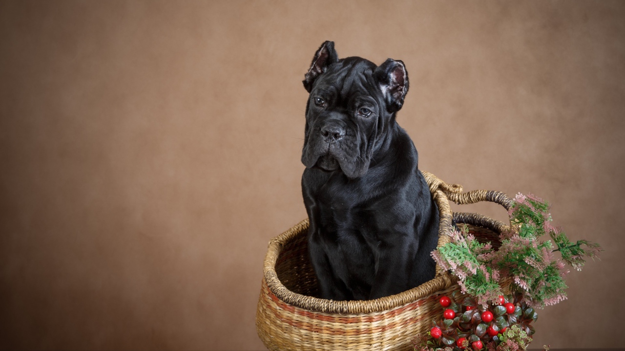 Щенок кане корсо сидит в корзине на коричневом фоне